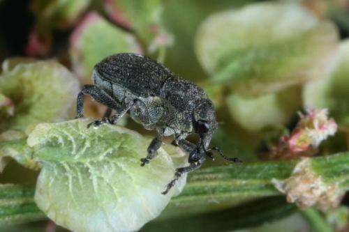 Marmaropus besseri